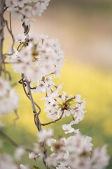 桜咲く頃