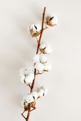 cotton flowers on beige background top view,  . Minimal floral card