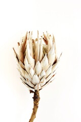 dried exotic flower Protea on white  background close up . poster. minimal floral concept