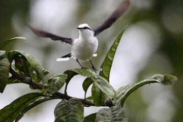Masked water tyrant (Fluvicola nengeta) in Equador