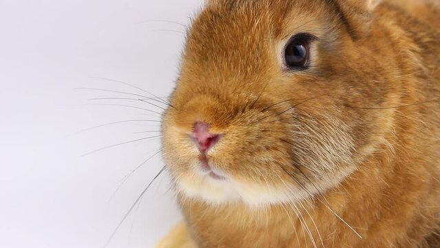 a small fluffy brown rabbit with a large mustache wiggles its nose close-up on a gray background. Easter bunny muzzle, isolate