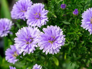 Close up Marguerite Daisy flower.