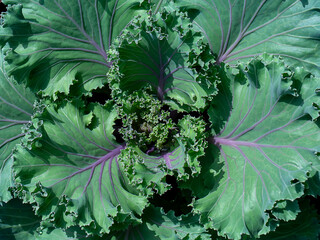 close-up of fresh cabbage in the vegetable garden