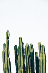 Isolated cactus on white background