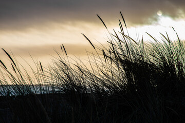 Coastal grasses in the breeze
