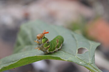 horny larvae