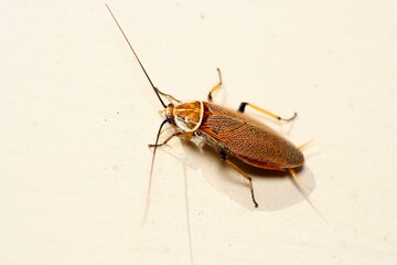 Cockroach on a bright background