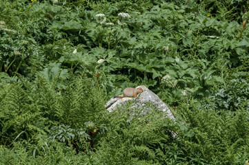 Arctic Ground Squirrel (Spermophilus parryi) at Chowiet Island, Semidi Islands, Alaska, USA