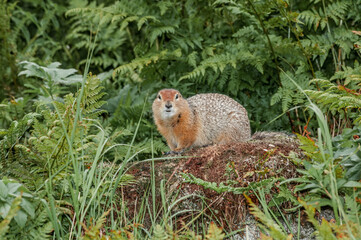 Arctic Ground Squirrel (Spermophilus parryi) at Chowiet Island, Semidi Islands, Alaska, USA