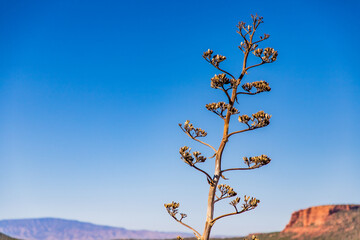 Solitary Desert Plant