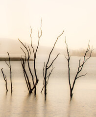 Dead lake trees