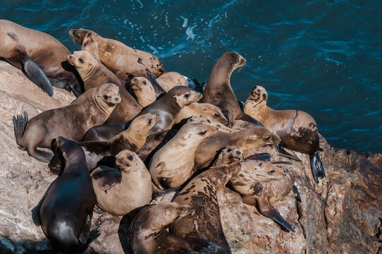 Immature California Sea Lions (Zalophus californianus) at hauling-out, Point Dume, California, USA