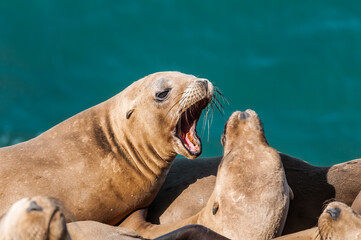 Immature California Sea Lions (Zalophus californianus) at hauling-out, Point Dume, California, USA