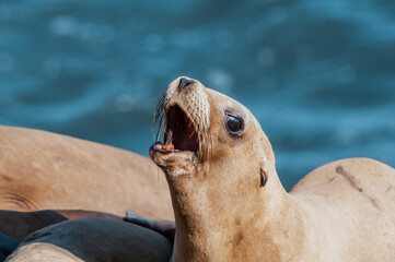 Naklejka premium Immature California Sea Lion (Zalophus californianus) at hauling-out, Point Dume, California, USA