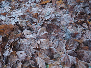 leaves, autumn, leaf, nature, brown, fall, texture, season, dry, tree, forest, yellow, pattern, fallen, winter, foliage, orange, ground, dead, abstract, food