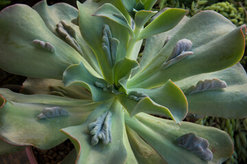 Exotic hybrid succulent plants. Top view of an Echeveria gibbiflora Caronculata rosette of green...