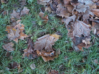 autumn, leaves, leaf, fall, brown, nature, tree, forest, season, foliage, yellow, dry, texture, dead, plant, grass, ground, fallen, natural, color, winter, park, oak