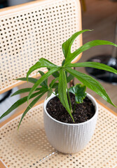 Rare and Unique Anthurium Pedatoradiatum Plant