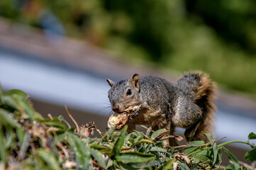 Eastern Fox Squirrel (Sciurus niger) in park, Los Angeles, California, USA