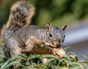 Eastern Fox Squirrel (Sciurus niger) in park, Los Angeles, California, USA