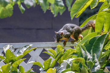 Eastern Fox Squirrel (Sciurus niger) in park, Los Angeles, California, USA