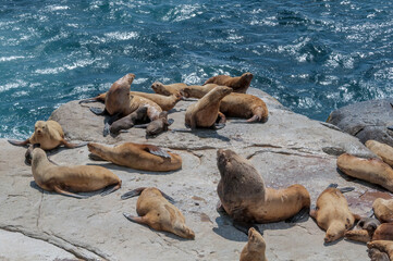 Steller's Sea Lions (Eumetopias jubatus) at colony, Chowiet Island, Semidi Islands, Alaska, USA