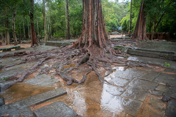  Та Prohm is the largest temple, it rains in the rainy season.  Restorers spared banyan trees...