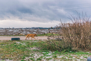 Homeless red dog on the field in cloudy autumn weather.