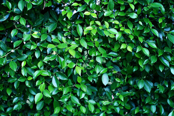 Fototapeta na wymiar Leaves Tropical forest trees texture background wallpaper