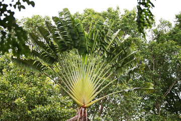 Leaves Tropical forest trees texture background wallpaper