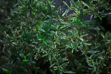 Leaves Tropical forest trees texture background wallpaper