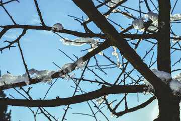 木 tree 