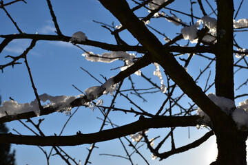 木 tree 