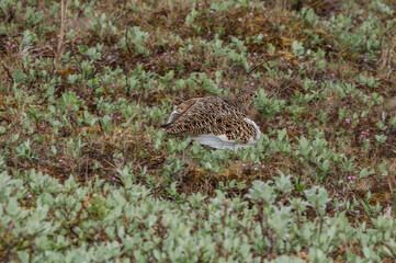 Willow Ptarmigan (Lagopus lagopus) hen in tundra, Barents Sea coastal area, Russia