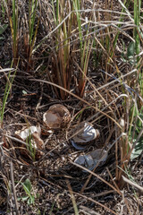 Eggshells in the nest of Willow Ptarmigan (Lagopus lagopus) in Barents Sea coastal area, Russia