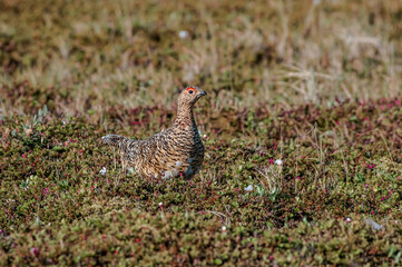 Willow Ptarmigan (Lagopus lagopus) hen in tundra, Barents Sea coastal area, Russia