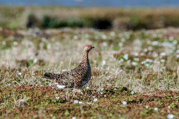 Willow Ptarmigan (Lagopus lagopus) hen in tundra, Barents Sea coastal area, Russia