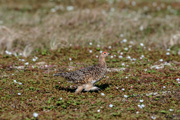 Willow Ptarmigan (Lagopus lagopus) hen in tundra, Barents Sea coastal area, Russia