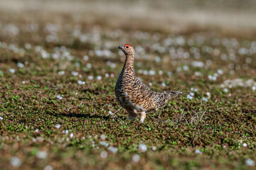 Willow Ptarmigan (Lagopus lagopus) hen in tundra, Barents Sea coastal area, Russia