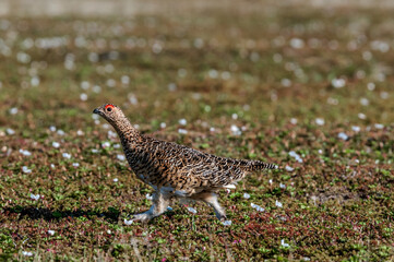 Willow Ptarmigan (Lagopus lagopus) hen in tundra, Barents Sea coastal area, Russia