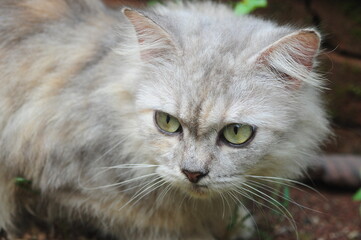 close up portrait of a cat
