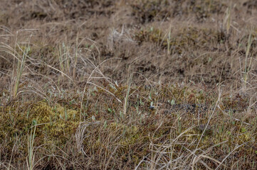 Obraz premium Willow Ptarmigan (Lagopus lagopus) hen at nest in Barents Sea coastal area, Russia