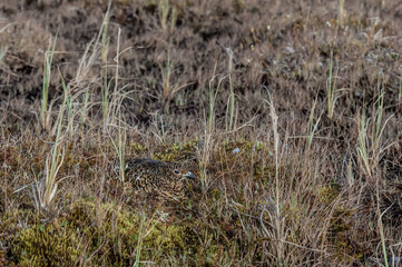 Willow Ptarmigan (Lagopus lagopus) hen at nest in Barents Sea coastal area, Russia