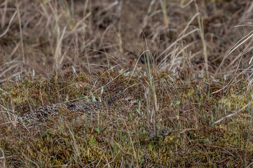 Willow Ptarmigan (Lagopus lagopus) hen at nest in Barents Sea coastal area, Russia
