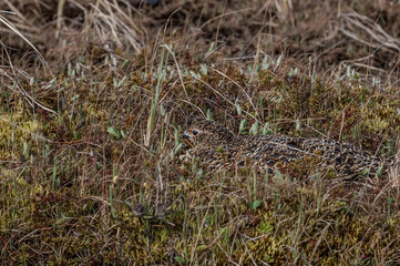 Willow Ptarmigan (Lagopus lagopus) hen at nest in Barents Sea coastal area, Russia