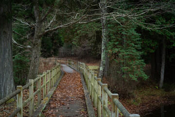 晩秋の山　遊歩道