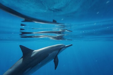 Swimming with Wild Spinner Dolphins in Hawaii
