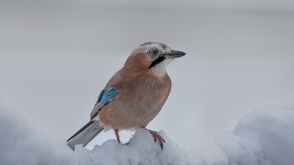 Eichelhäher, bird, natur, robin, wild lebende tiere, tier, schnee, winter, wild