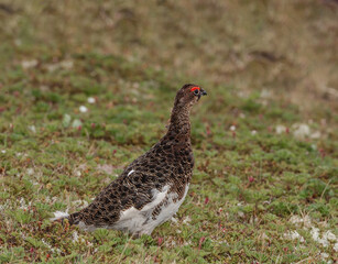 Willow Ptarmigan (Lagopus lagopus) cock in tundra, Barents Sea coastal area, Russia