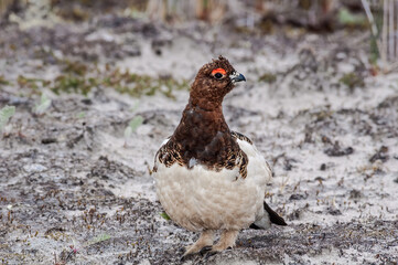 Willow Ptarmigan (Lagopus lagopus) cock in tundra, Barents Sea coastal area, Russia